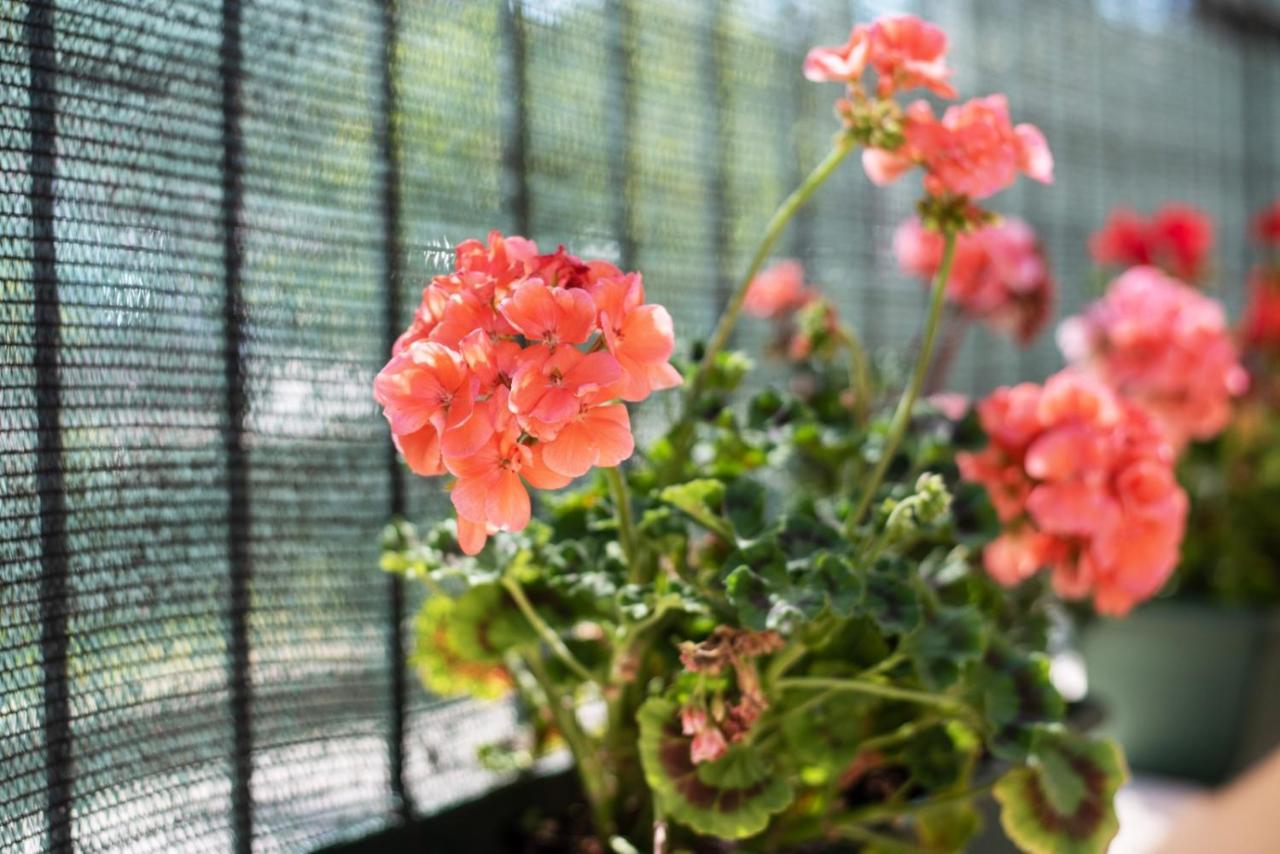 罗马Garden House Vale公寓 外观 照片